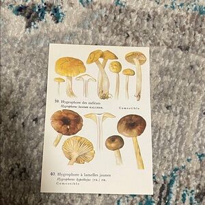 🖤5/$25 Vintage Mushroom Illustration Print